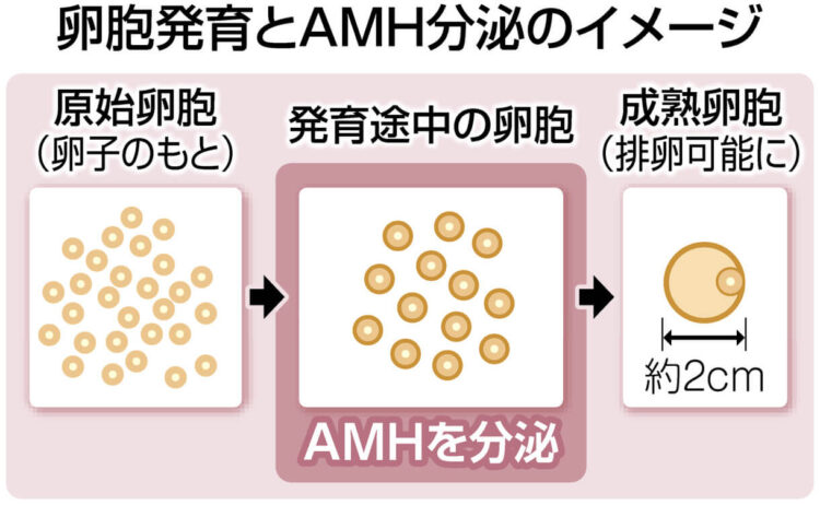 図解　卵胞発育とAMH分泌のイメージ 