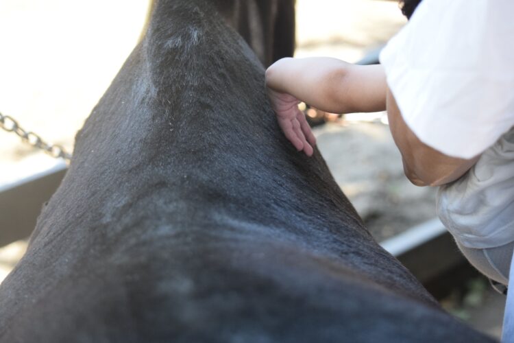 写真 ポニーと楽しい時間を過ごそう