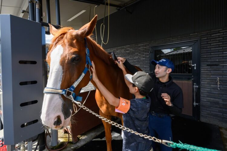 馬のブラッシングを体験する様子
