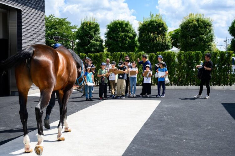 装蹄前の馬の状態を見る写真