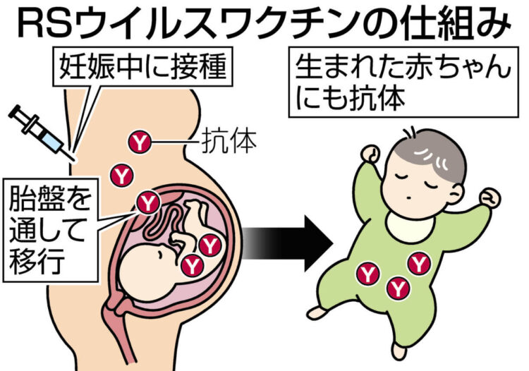 図解　RSウイルスワクチンの仕組み