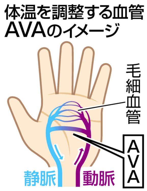 図解　体温を調整する血管AVA