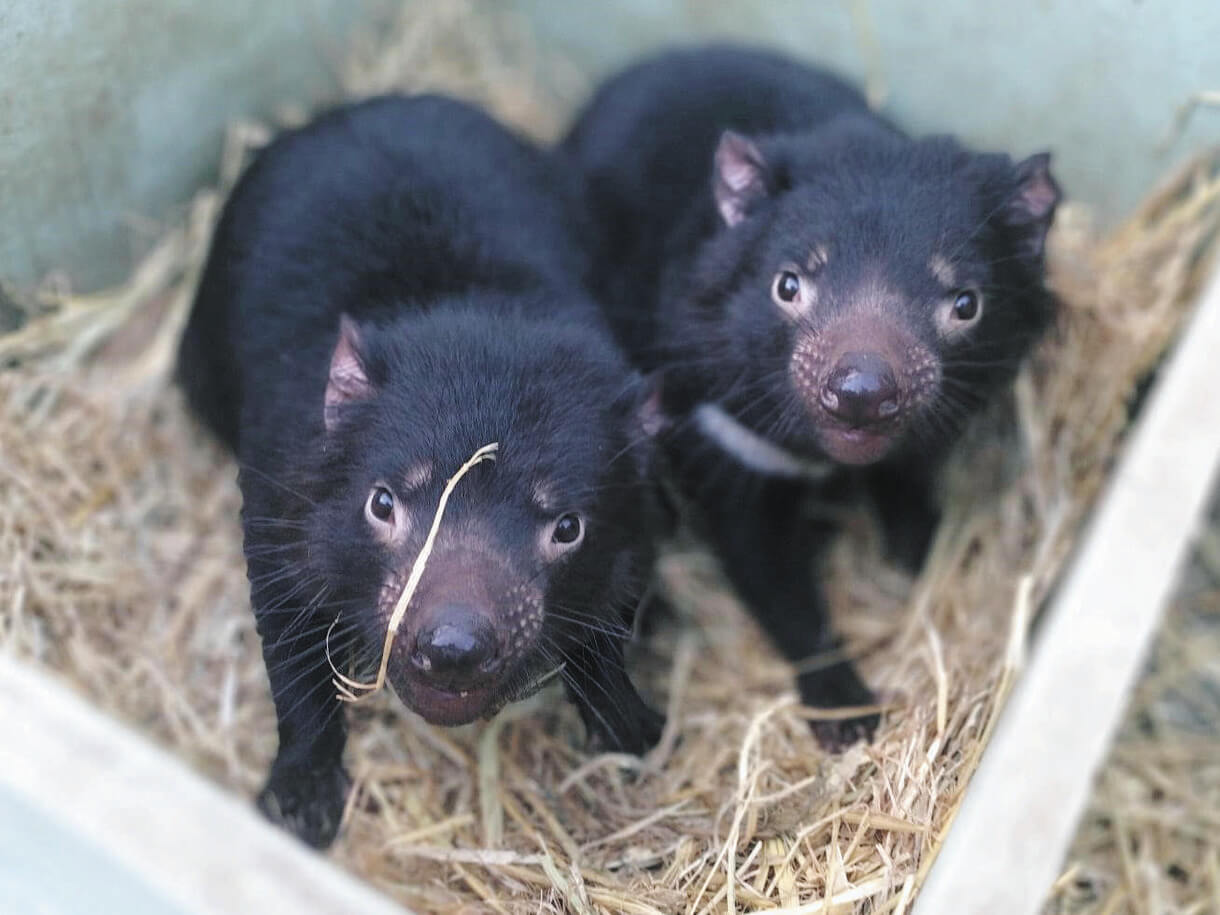 超貴重！ Taz タスマニアンデビル ポラロイドカメラ てけてけ走るかわいい悪魔 タスマニアデビルが再び多摩動物公園に 3月