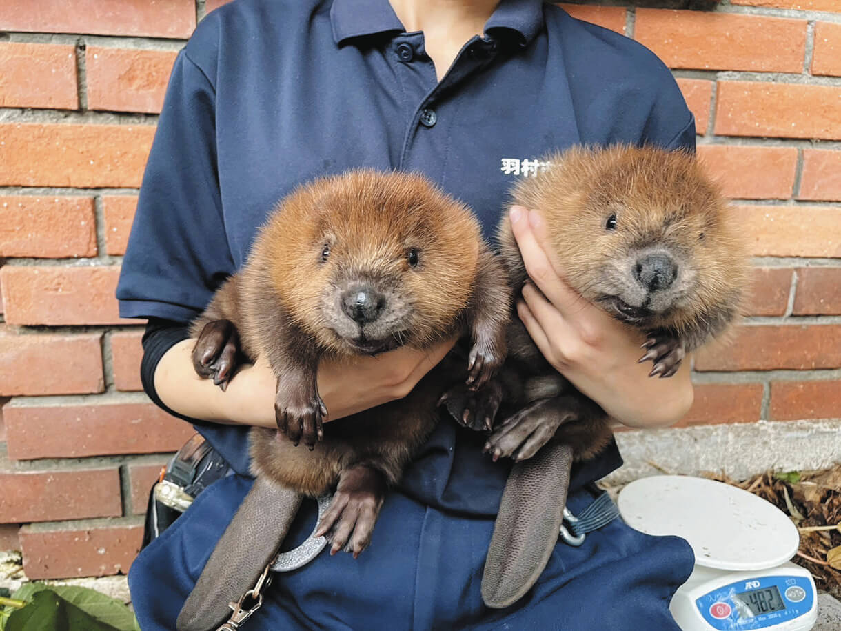 羽村市動物公園でベビーラッシュ 双子ビーバーの「今しか見られない