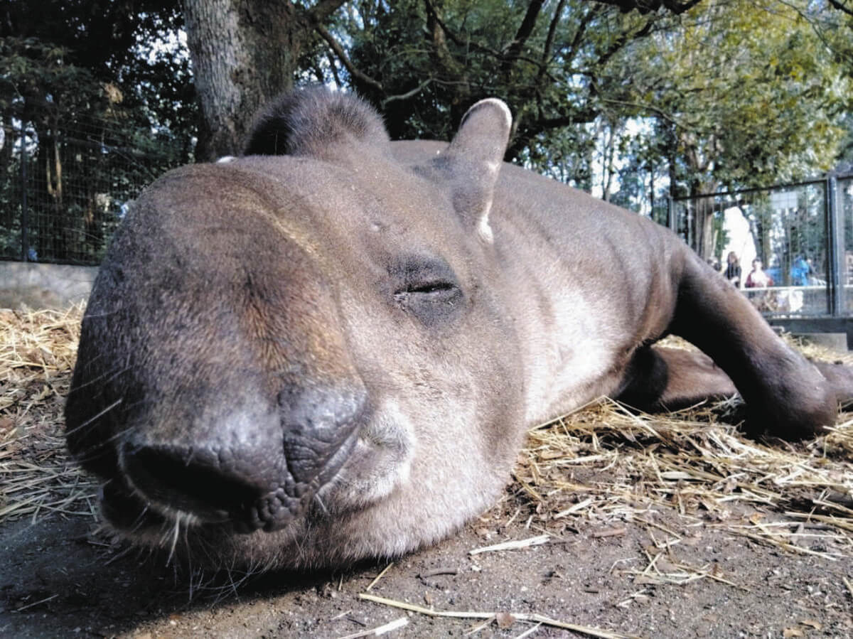 GW2026】埼玉・狭山市のこども動物園で絶滅危惧種のバクに詳しくなろう
